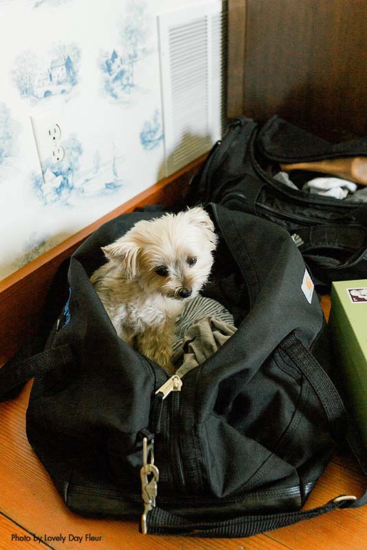 Dog sits in bag before wedding