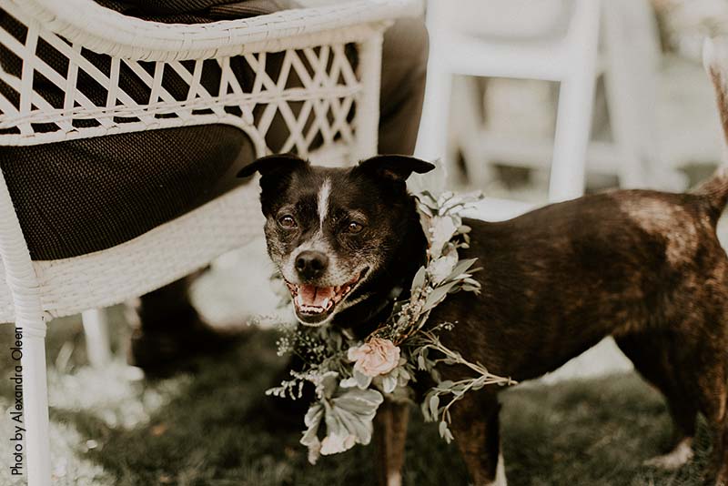 Dog at wedding with floral hoop around neck