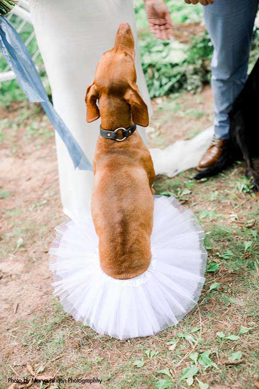 Dog in white tutu at wedding