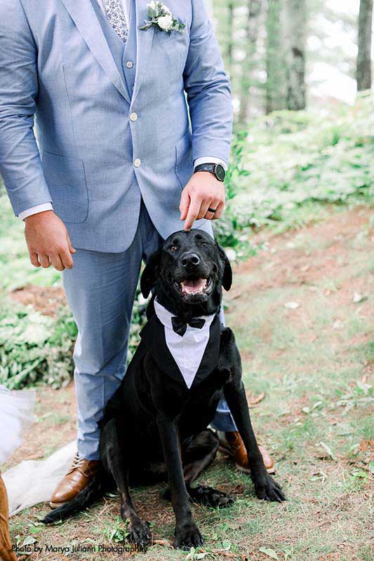 Dog as "Best Man" in tuxedo collar