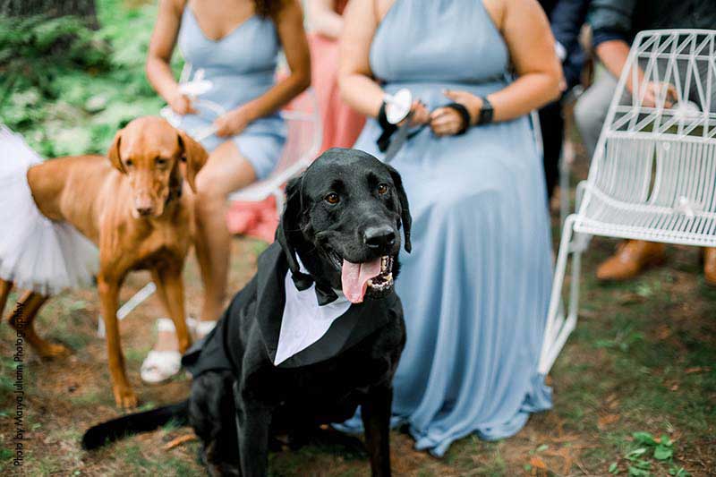 Dog in tuxedo collar at wedding