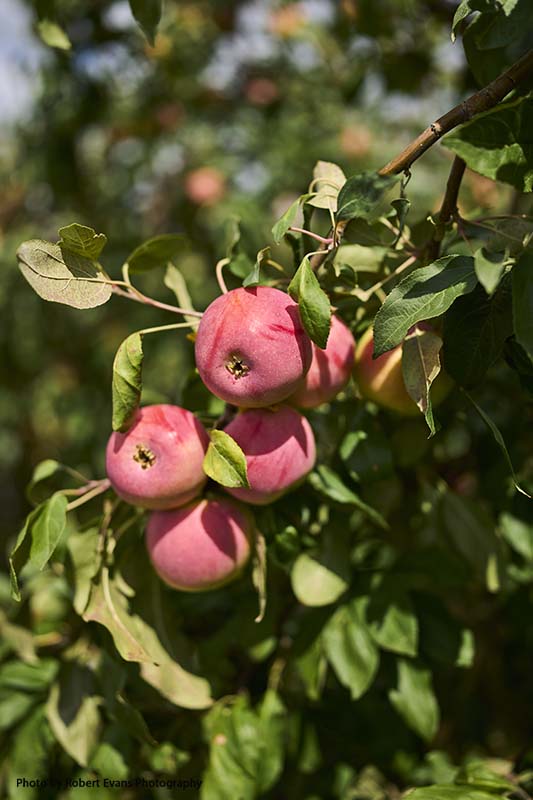 Apples on tree at apple orchard wedding venue