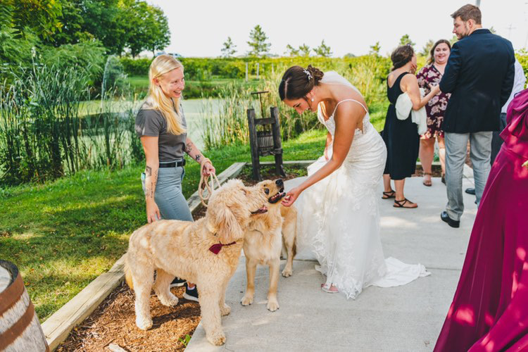 Bride greets dogs after wedding ceremony